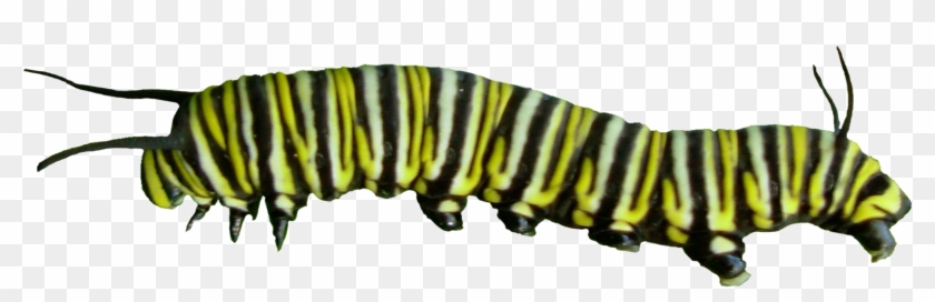 Caterpillar Clipart Transparent Background - Transparency #1094963