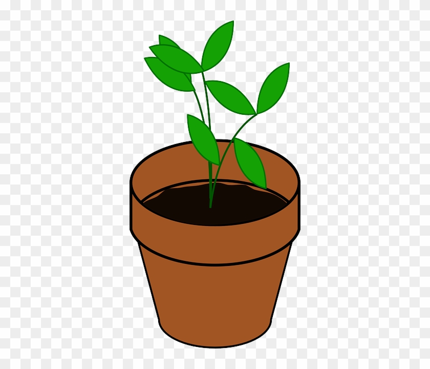 Sapling, Pot, Potted Plant, Brown, Dirt, Green, Grow - Plant Clip Art #1095033