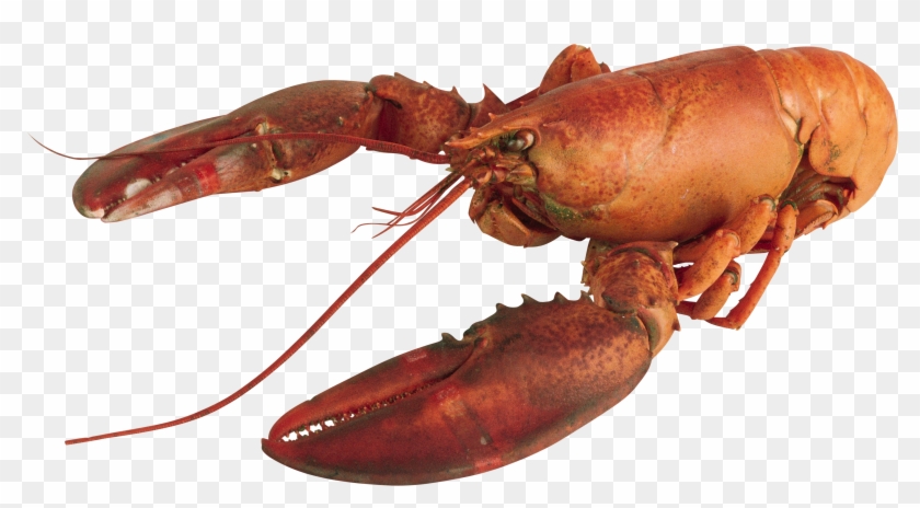 Lobster Clipart Transparent Background - Lobster Transparent Background #1095071