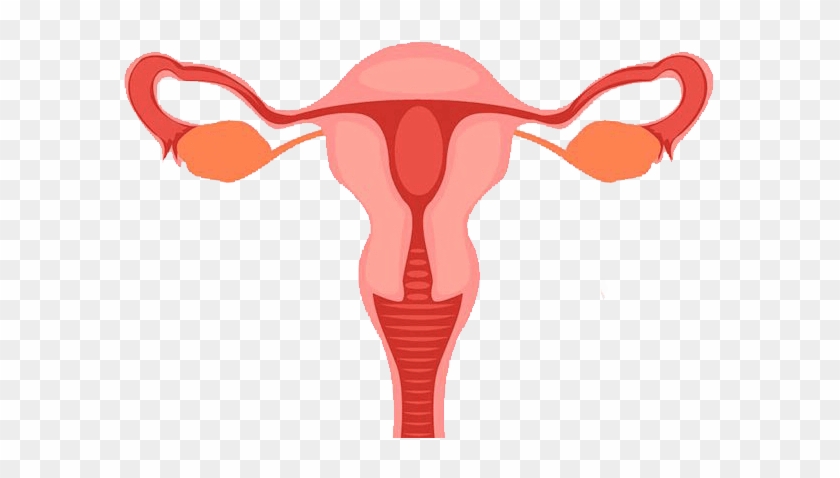 Especialista En Cancer Ginecologico En Queretaro - Diagram Of A Vagina #1095090