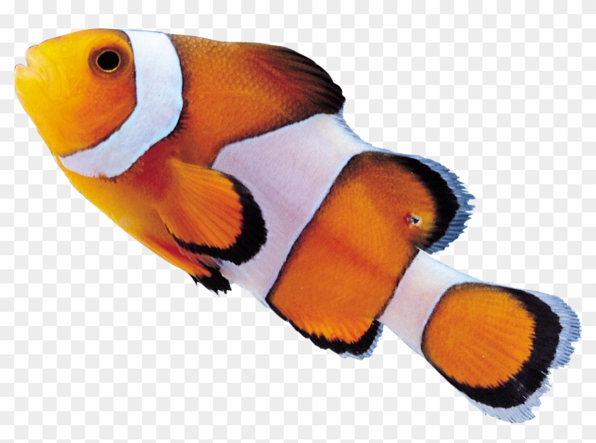 Clown Fish Png - Рыбы Пнг #1095123