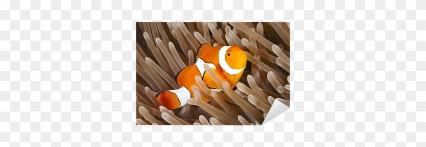 Clownfish #1095144