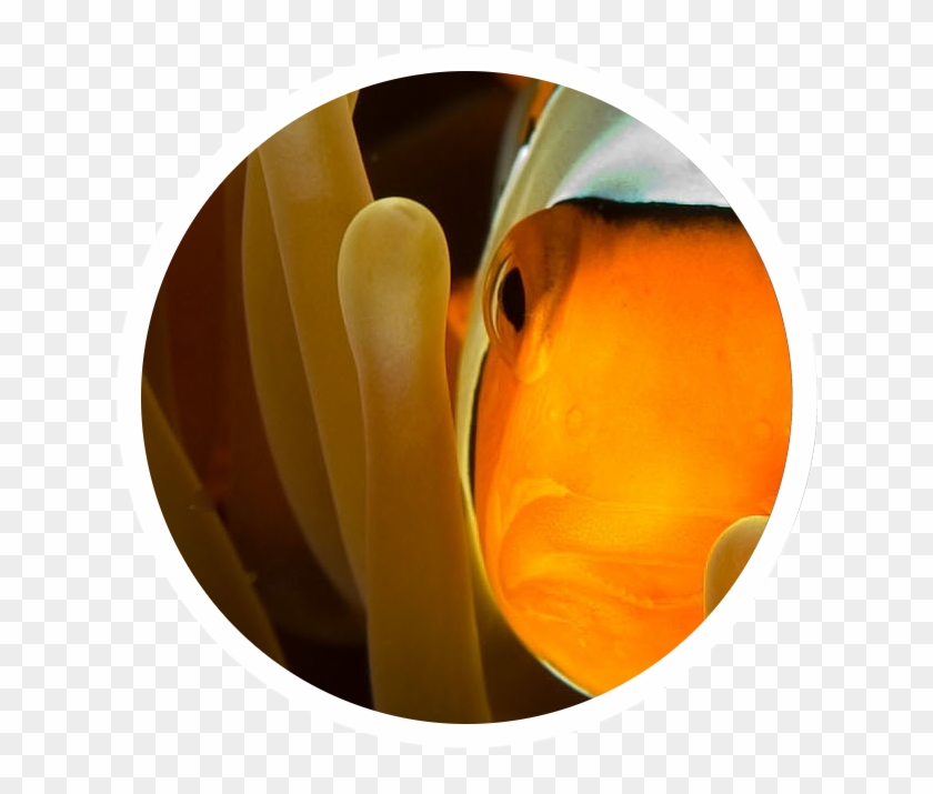 Os Codinomes Do Metamorphose Linux - Clown Fish #1095149