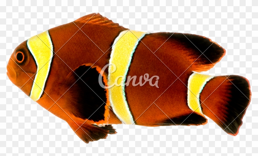 Gold Stripe Maroon Clownfish - Roots Manuva Slime And Reason #1095160