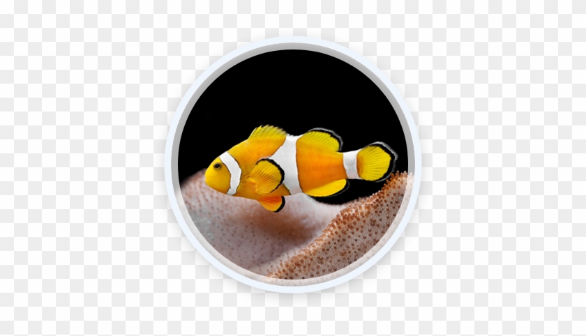 Clown Fish - Coral Reef Fish #1095164