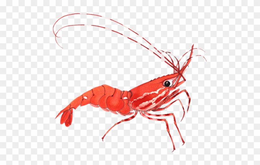 Shrimp Cliparts - Shrimp Clipart Transparent #1095200