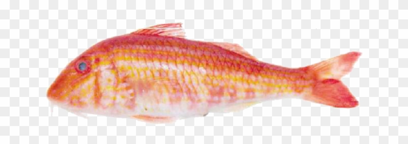 Rouget Barbet - Goatfishes - Free Transparent PNG Clipart Images Download