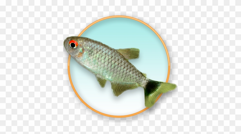 Red Eye Tetra - Common Carp #1095249