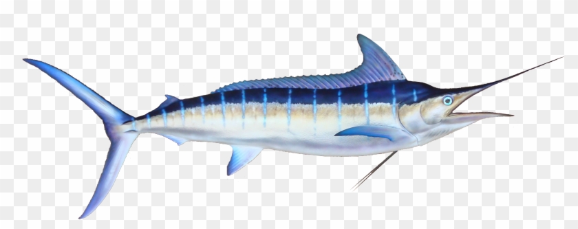 Striped Marlin, Oahu, Hawaii - Striped Marlin (color: Navy, Fit Type: Men, Size: 4xl) #1095280