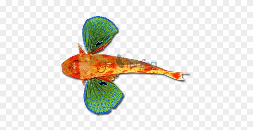 Red Gurnard - Red Gurnard Fish #1095287