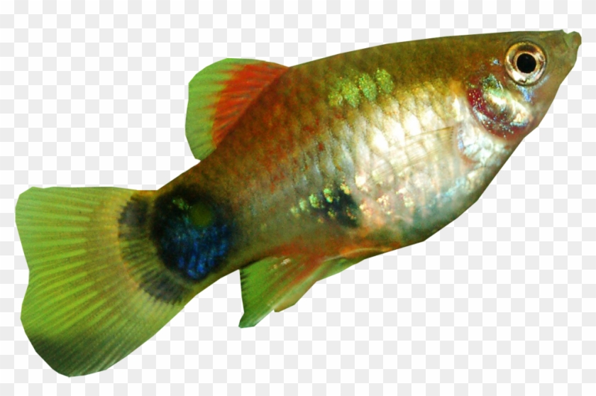 Platy Fish Transparent Background - Transparent Background Fish Png #1095295