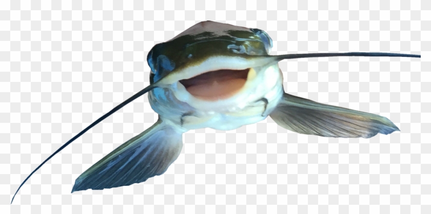 Catfish Png File - Catfish Png #1095362