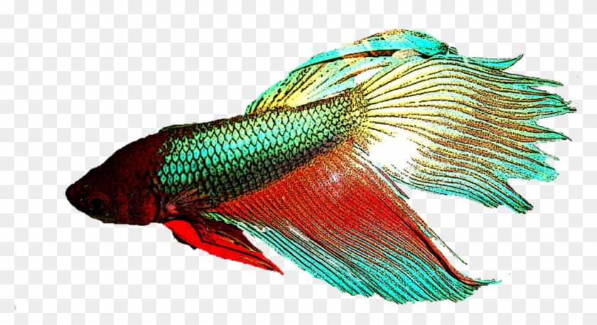 Betta Fish - Lobe-finned Fish #1095369