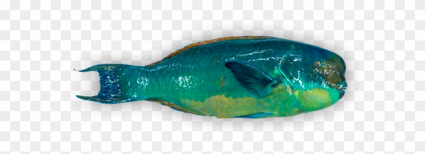 Steephead Parrotfish - Okra Peji #1095373