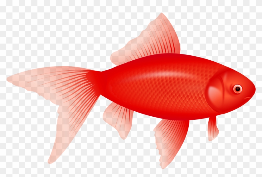 Cute Red Fish Clipart - Transparent Background Clip Art Fish #1096000
