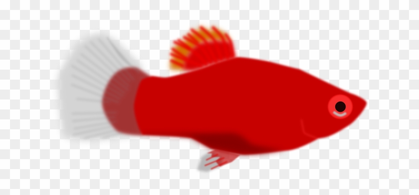 Red, Small, Cartoon, Little, Fish, Animal, Aquarium - Red Fish Clip Art -  Free Transparent PNG Clipart Images Download