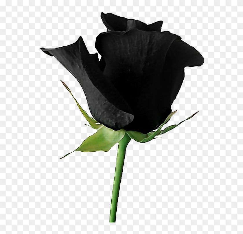 Black Goth Tumblr Aesthetic Rose Flower - Dead Rose Transparent #1096253