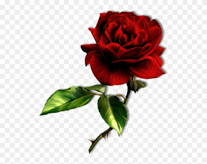 Contact - Dark Red Rose Png #1096329