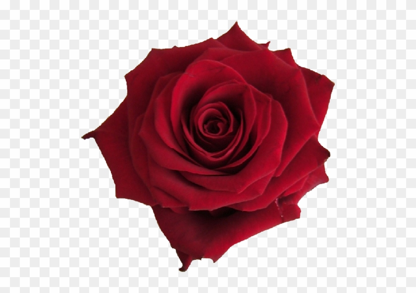Single Red Rose #1096354