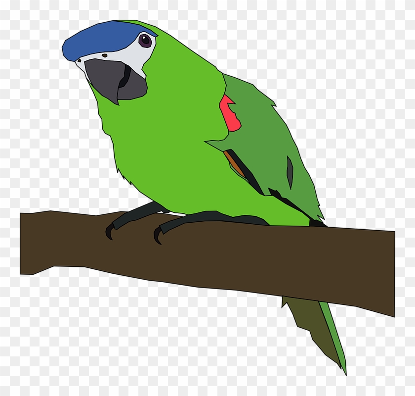 Parakeet Clipart Tropical Parrot - Parrot Clip Art #1096427