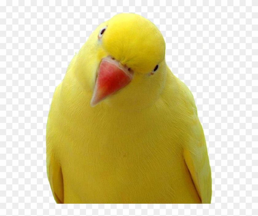 Parrot Bird #1096479