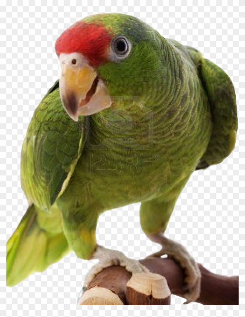Download Parrot Png Transparent Images And Clipart - Parrots Png #1096491