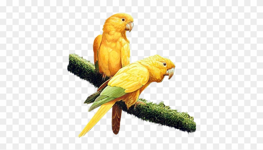 Bd-92 - Yellow Parrot Png #1096494