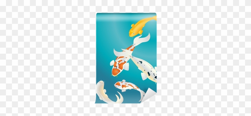 Koi Karpfen #1096575