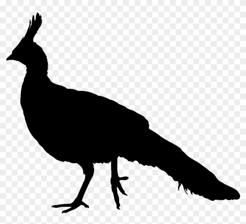 Male Peacock Silhouette #1096663