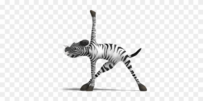 Zebra - Yoga #1096664