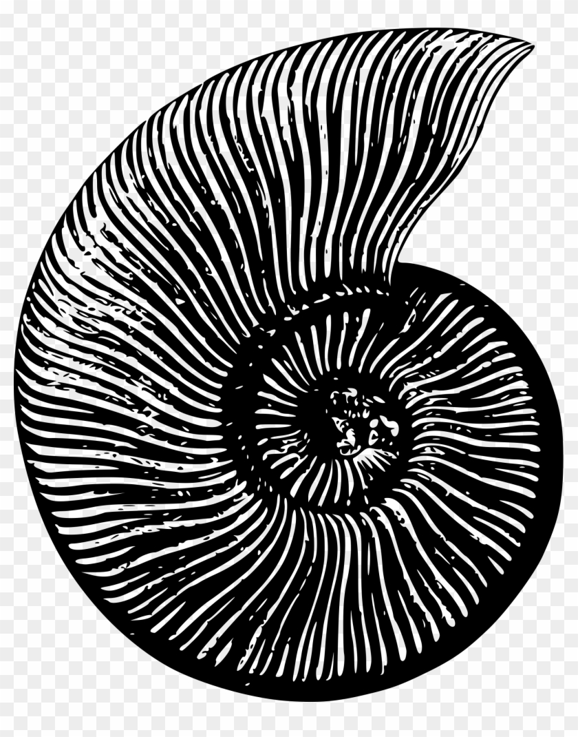 Los Ammonites Fósiles Nautilidae Concha Clip Art - Fossil Png #1096843