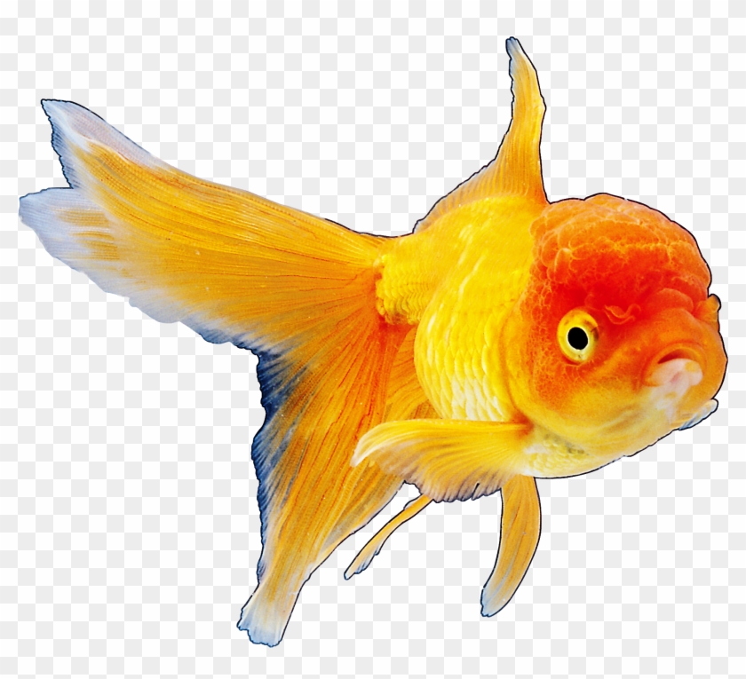 Realistic Goldfish Png Clipart Best Web Clipart - Realistic Goldfish Png Clipart Best Web Clipart #1097894