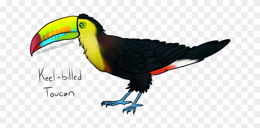 Keel Billed Toucan Clipart - Toucan #1098934