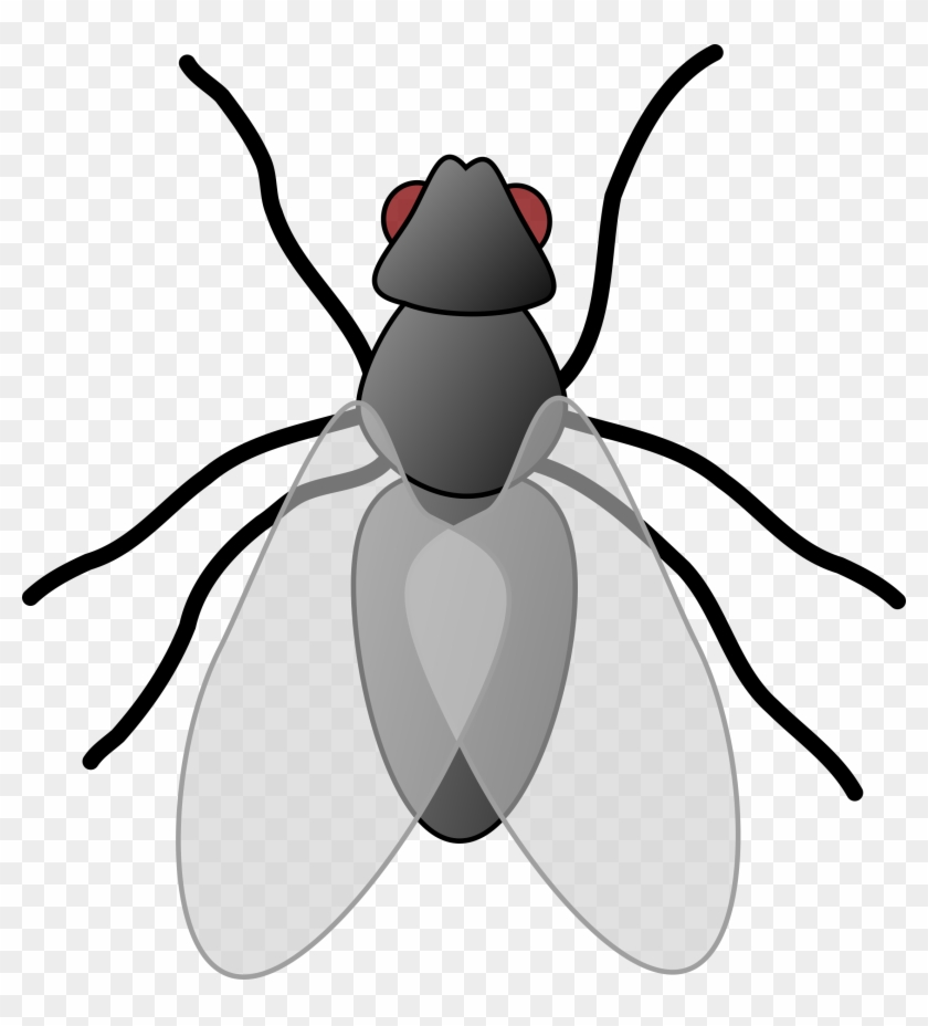 Big Image - Fly Clipart #1099055