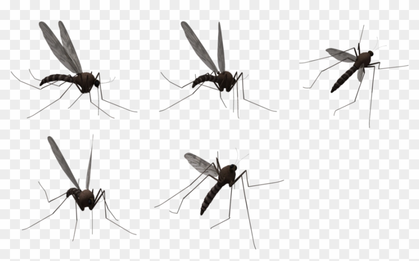 Mosquito Clipart Nuisance Pencil And In Color Mosquito - Mosquito 모기 Png #1099064