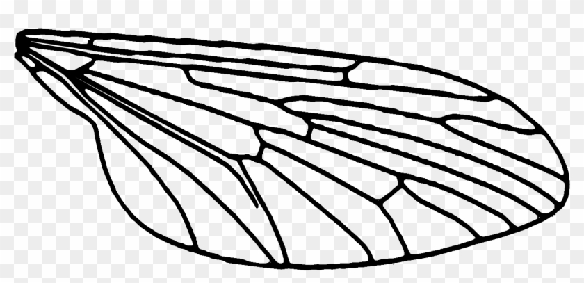 Each Wing Is Printed In 3 Pieces, A White Wing Sandwiched - Fly Wings Drawing #1099076