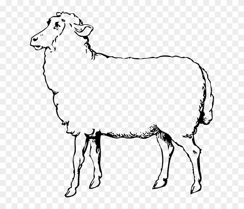 Lamb Clipart Mother - Sheep Shearing: How To Shear A Sheep Step By Step With #1099142