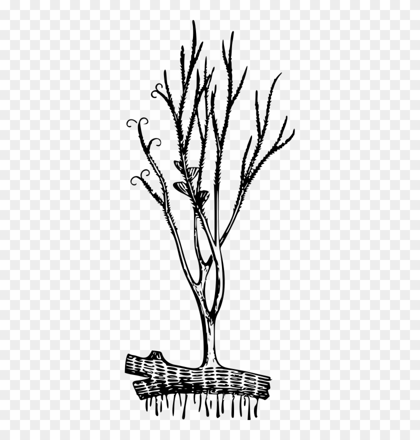 Medium Image - Psilophyton Princeps #1099307