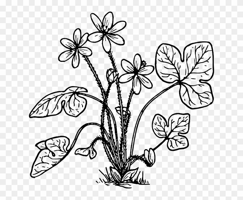 Nature, Plant, Flower, Biology, Botany - Hepatica Coloring #1099324