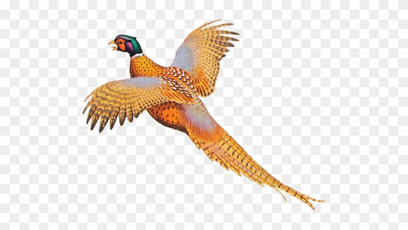 Pheasant Clipart Pheasant Shooting - Drawing Of A Pheasant #1099515