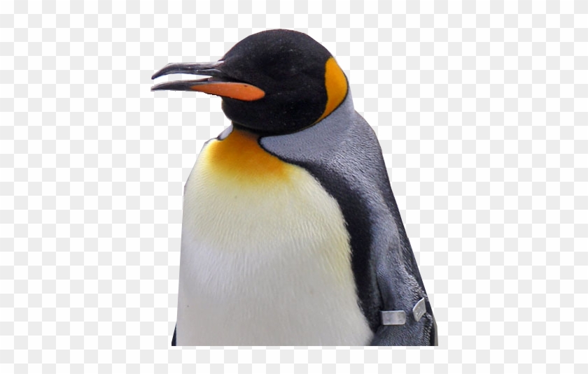 Penguin #1099523
