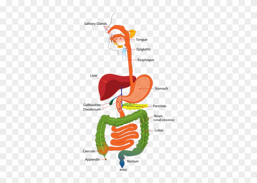 Digestive System Of Human #1099550