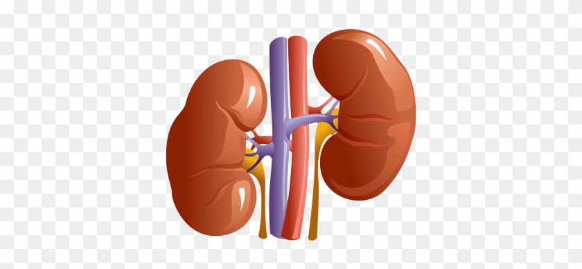 Kidneys In Vector Format - Internal Organs Of Body #1099599