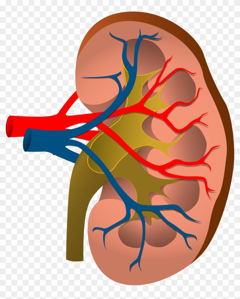 Nephrology Acute Kidney Injury Chronic Kidney Disease - 腎臓 フリー イラスト #1099603