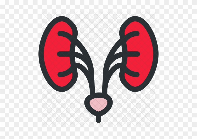 Kidneys Icon - Urology #1099605