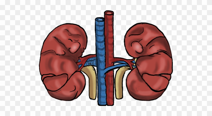 The Kidneys - Docbot #1099608