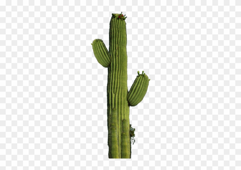 Cactus Clipart Png Download Cactus Clipart Png Download - Cactus Png #1099773