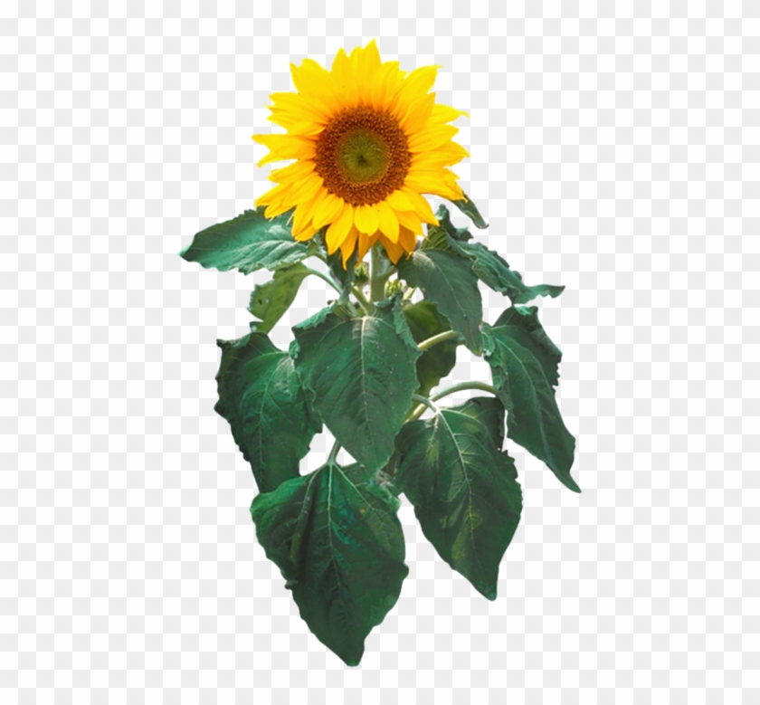 Sunflower Png With Leaf - Sunflower Clip Art #1100429