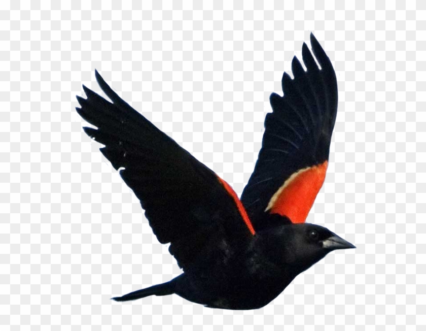Blackbird - Red Winged Blackbird Png #1100915