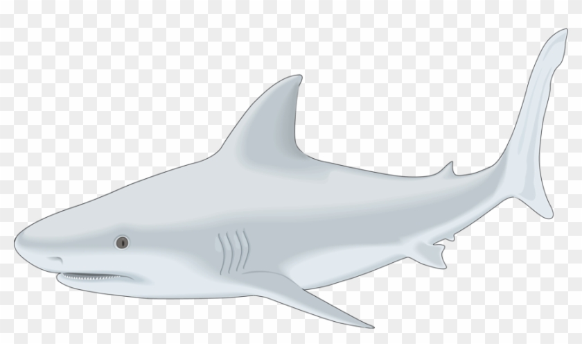 Sharks-clipart - Clip Art #1101284